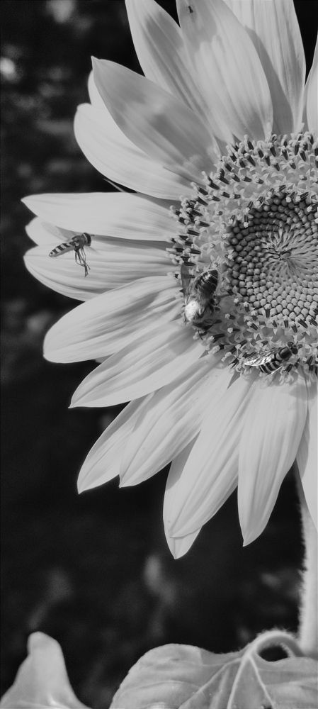 Фотография автора Васильева Ирина