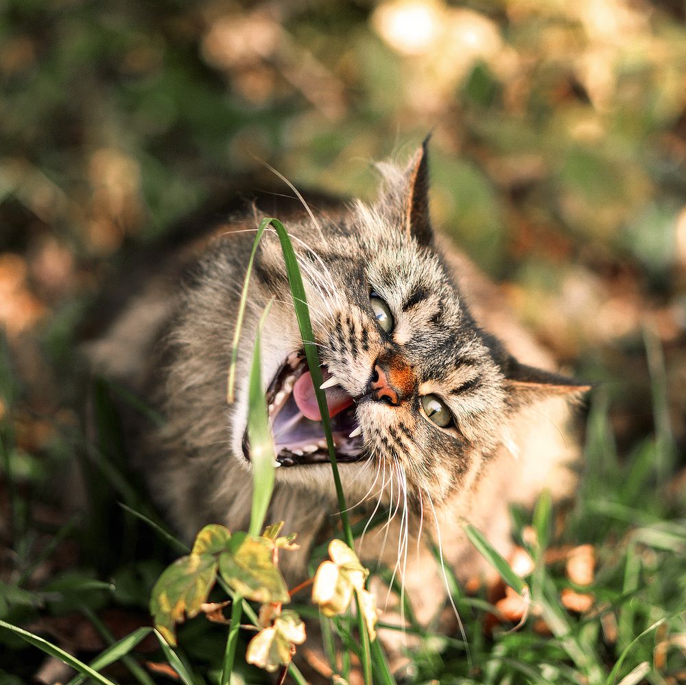Фотография автора Сергей Суриков