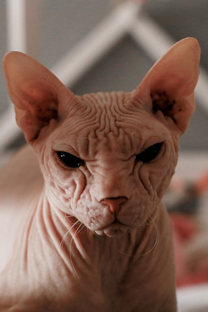 Фотография автора Ирина Якущенко