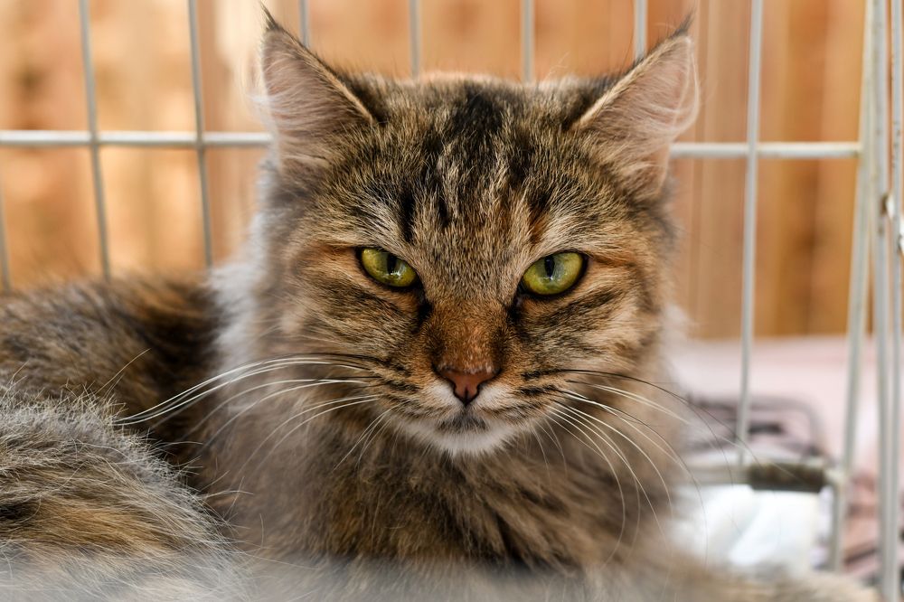 Photograph by Екатерина Свириденко