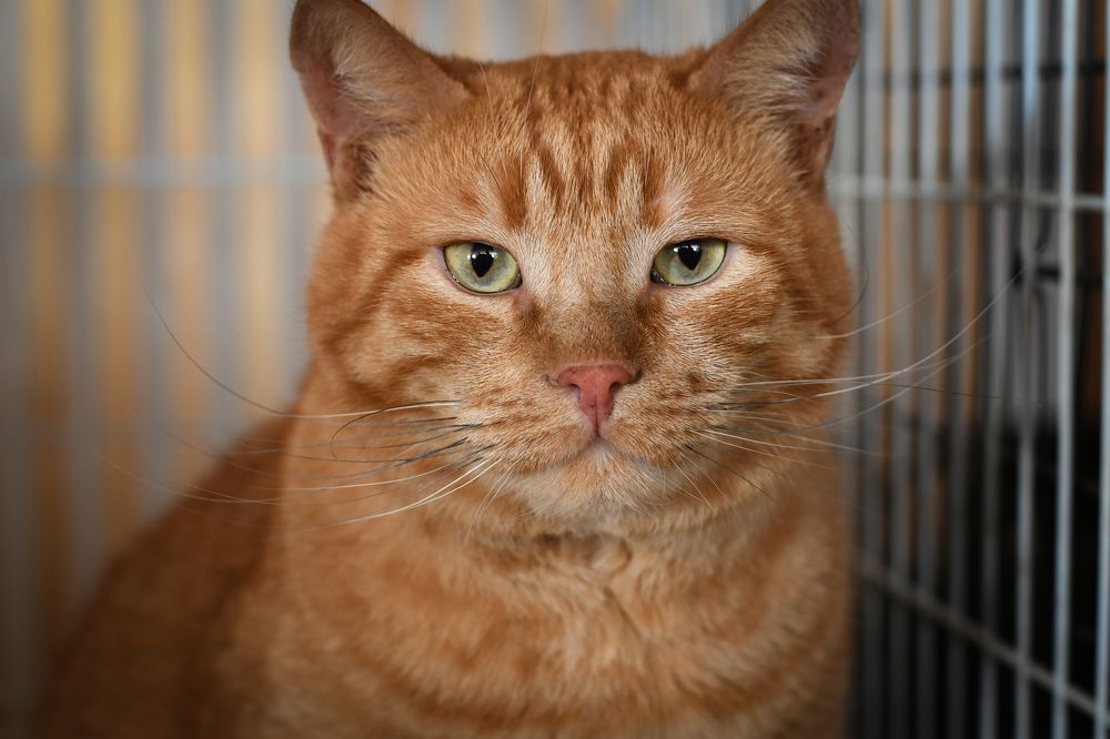 Photograph by Екатерина Свириденко