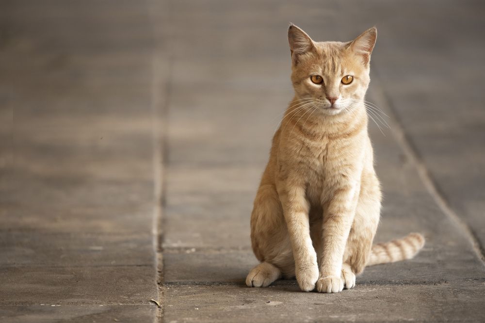 Photograph by Rahel Barenshtein