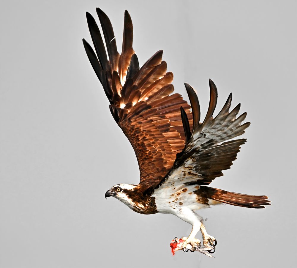 Photograph by Abhishek Manna