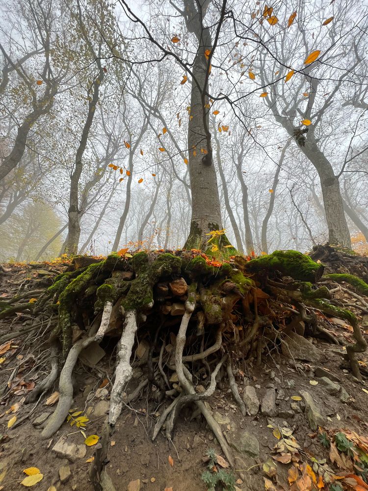 Photograph by Артём Мелетов