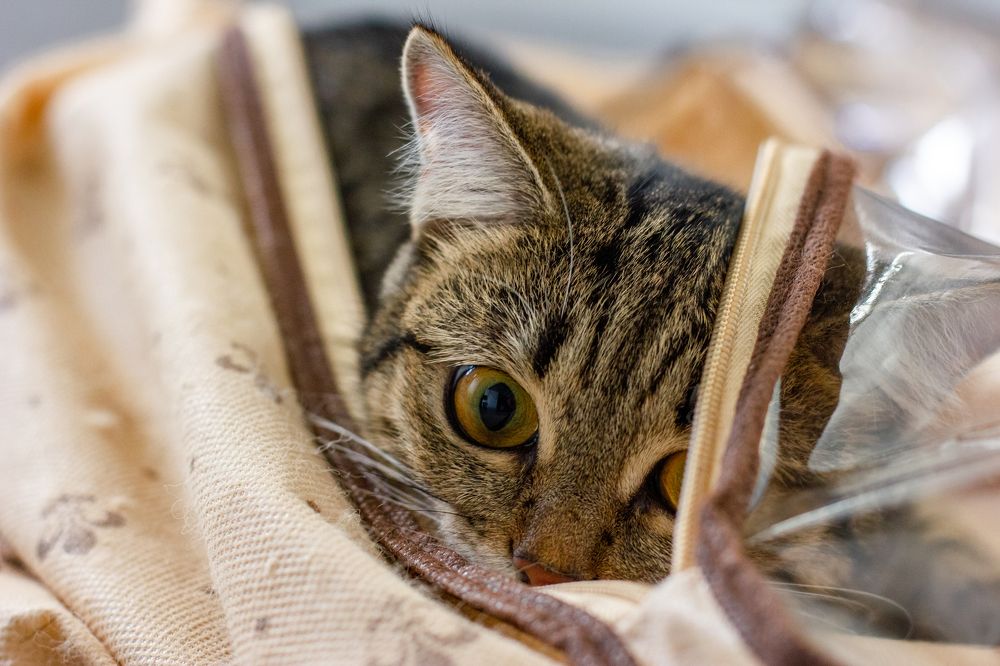 Photograph by Екатерина Кузьмичева