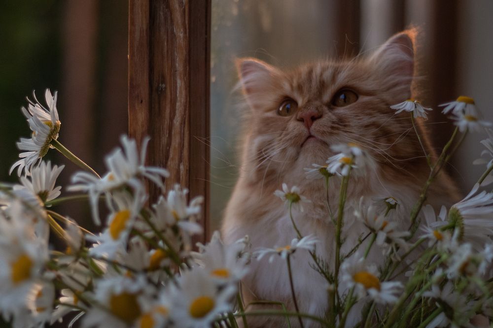 Photograph by Екатерина Андросова