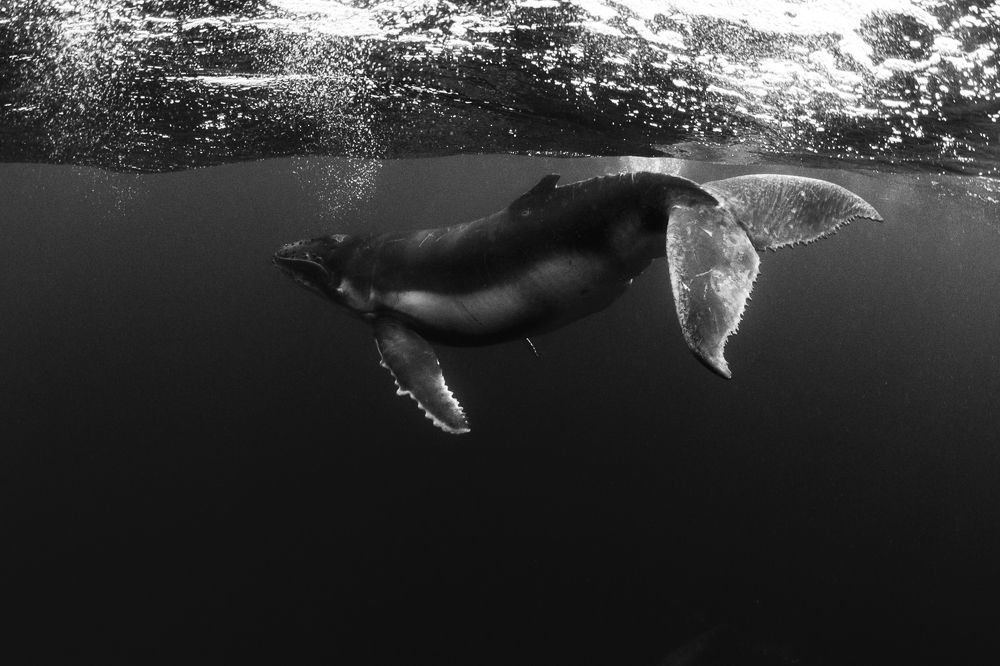 Dancing baby humpback whale