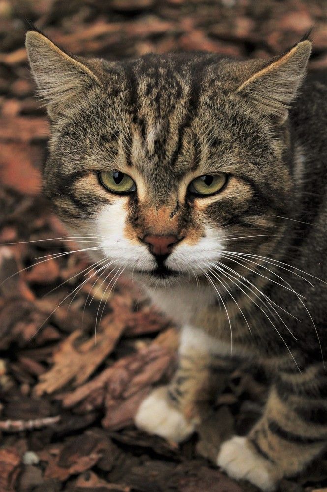 Фотография автора Таня Долгушева