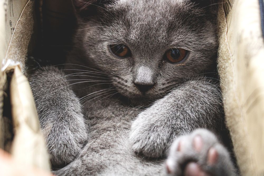 Photograph by Ali Abu Ras