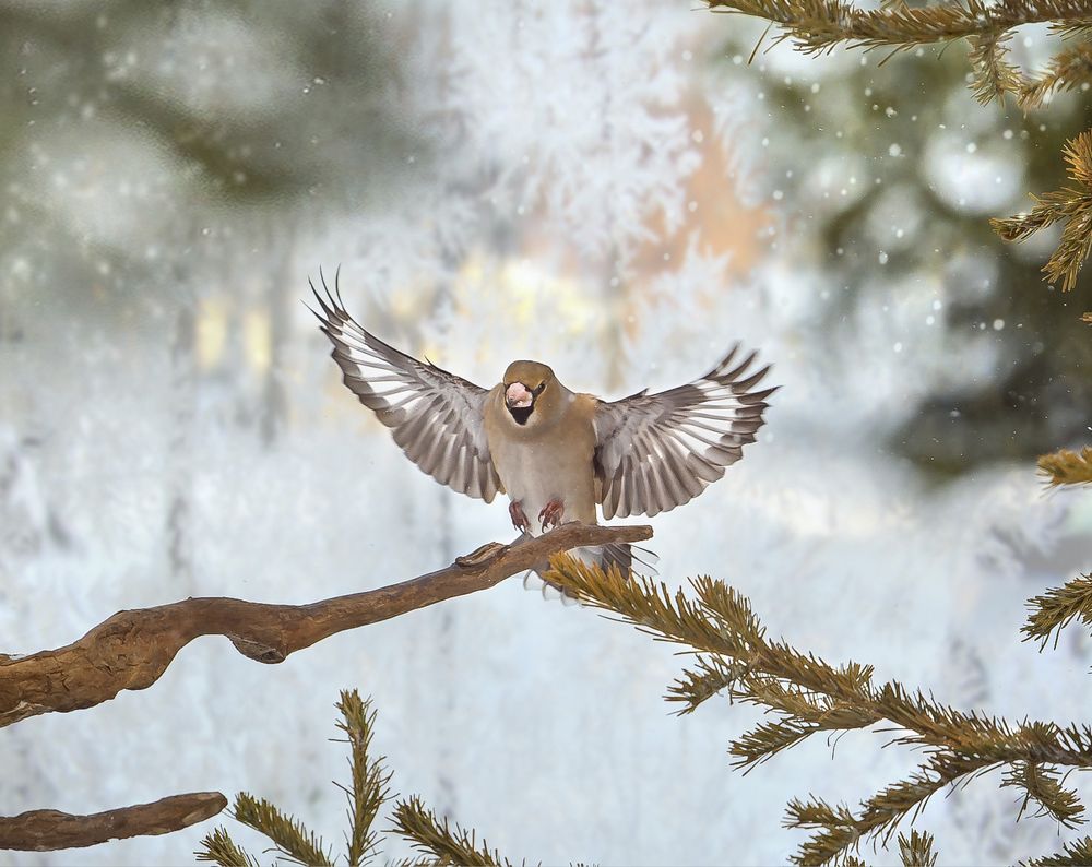 Photograph by Надежда