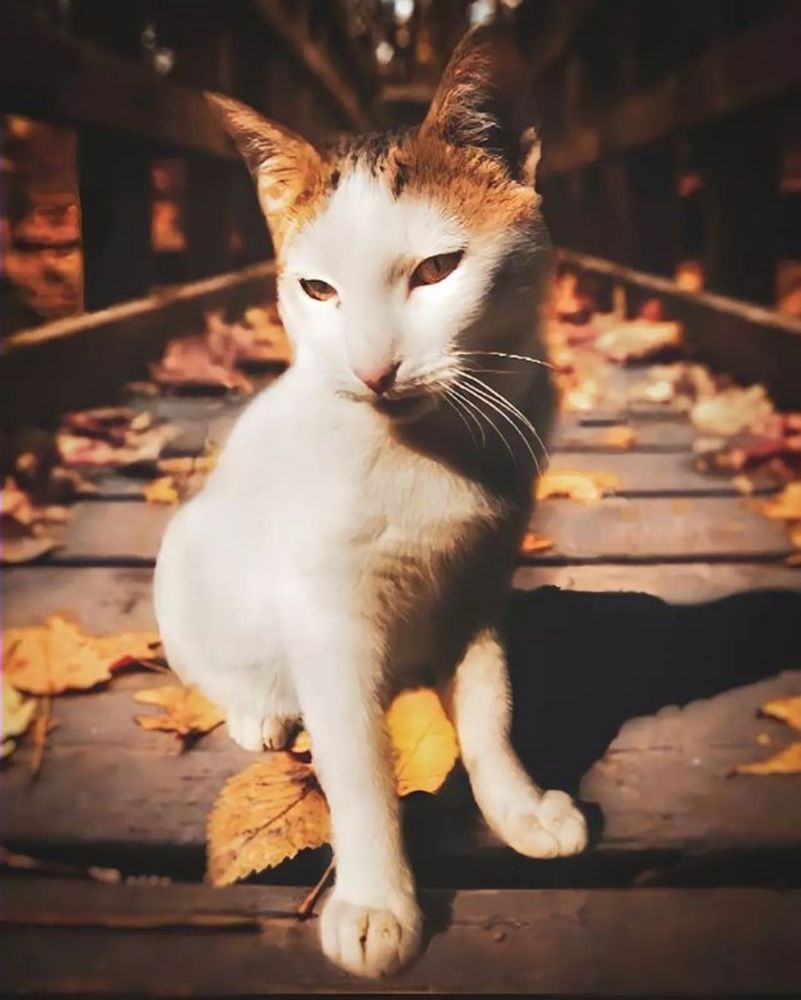 Photograph by Zakaria Kherfane