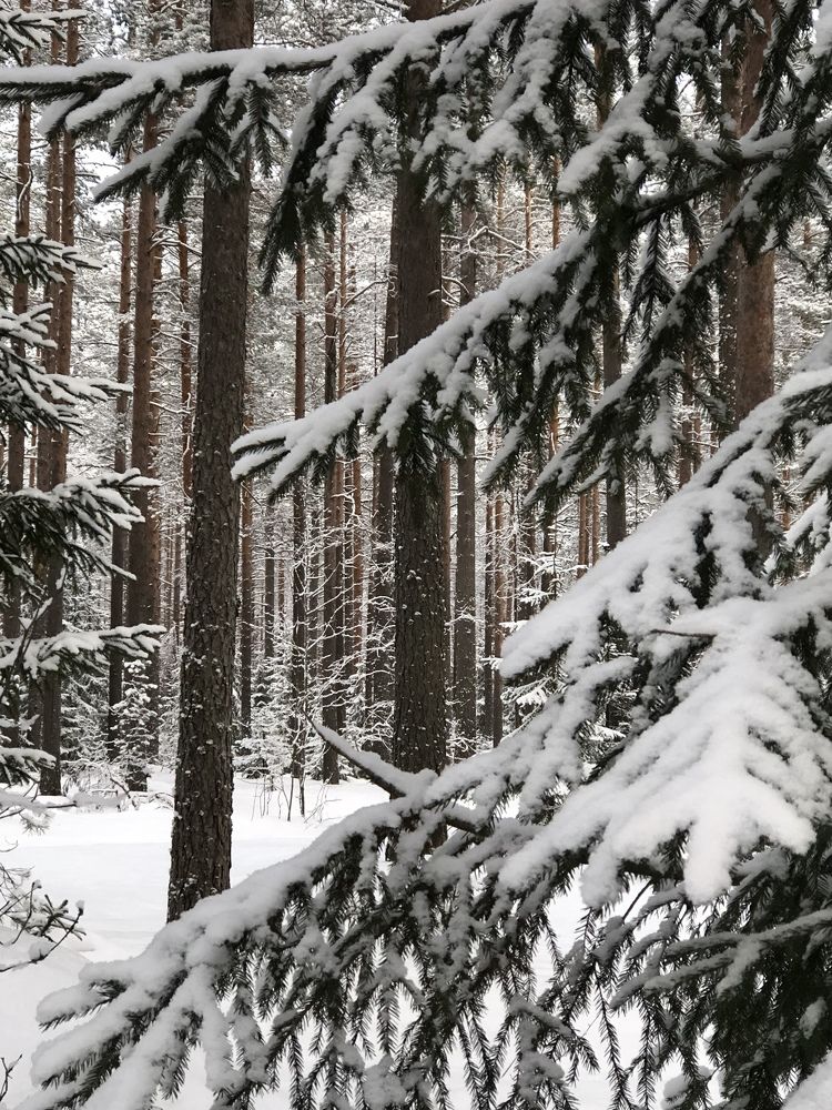 Photograph by Мария Бессмертная