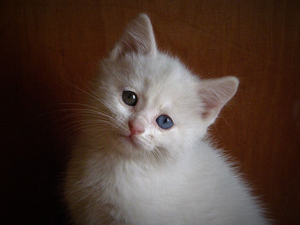 Photo #8664368