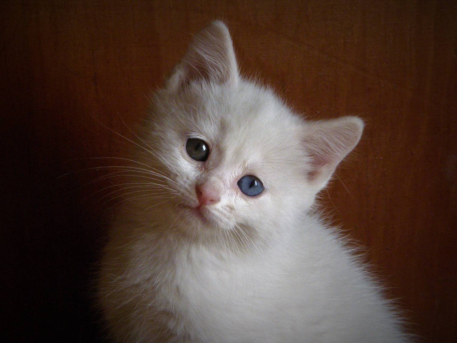 Photo #8664368