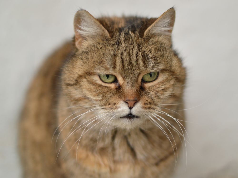 Уличный кот