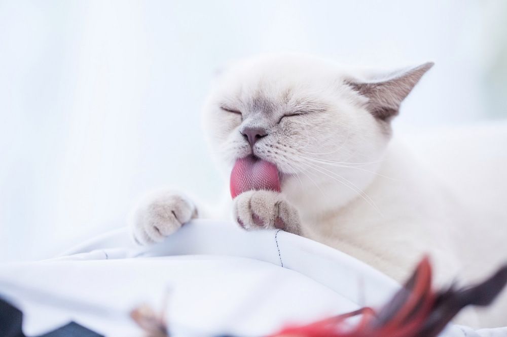 Photograph by Пирязев Алексей