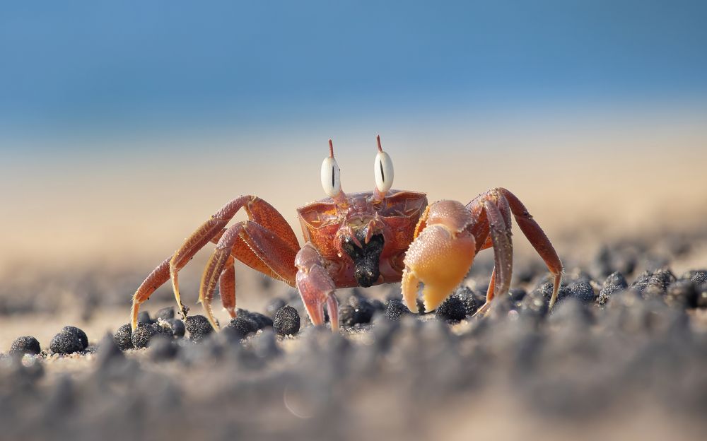 Photograph by Deepak KGK