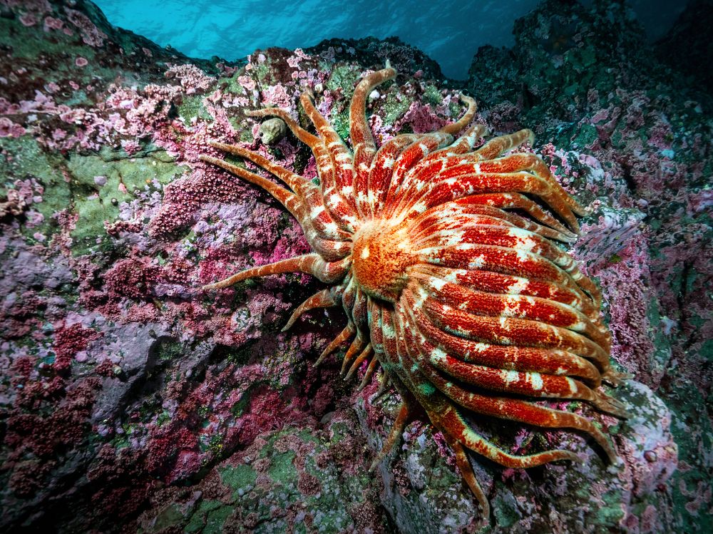 Звезда Монерона