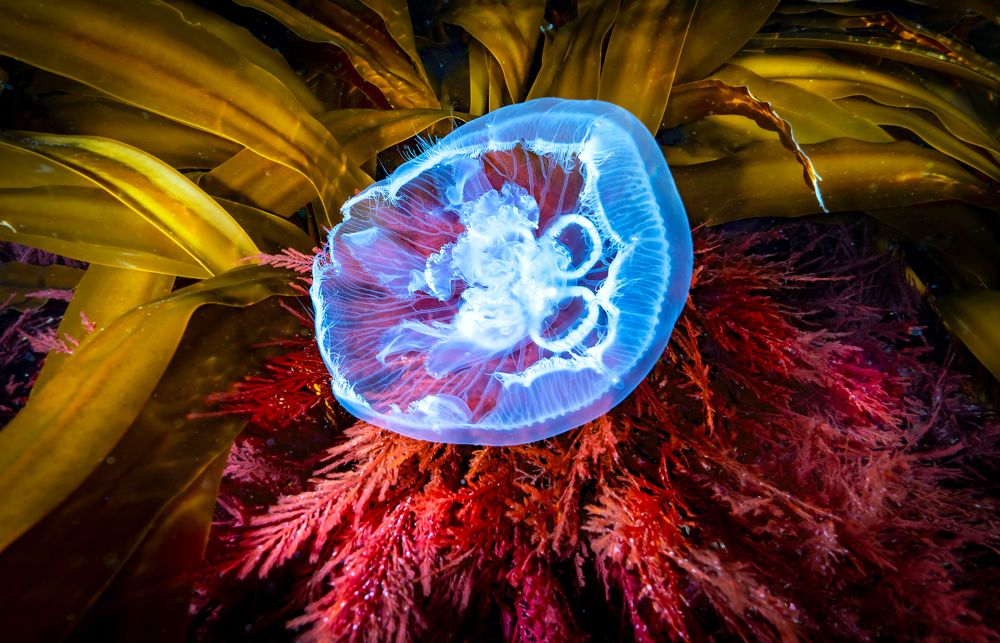 Подводные краски о. Монерон