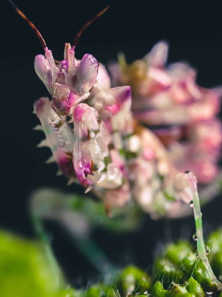 Photograph by Olga Link