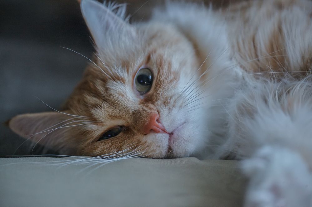 Photograph by Максим Петровский