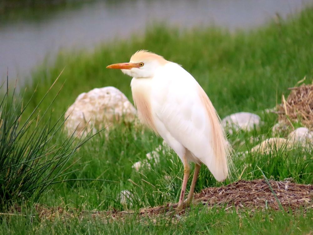 Cattle egret