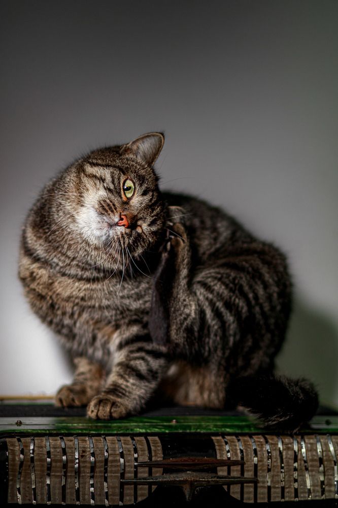 Фотография автора Антон Белобородов