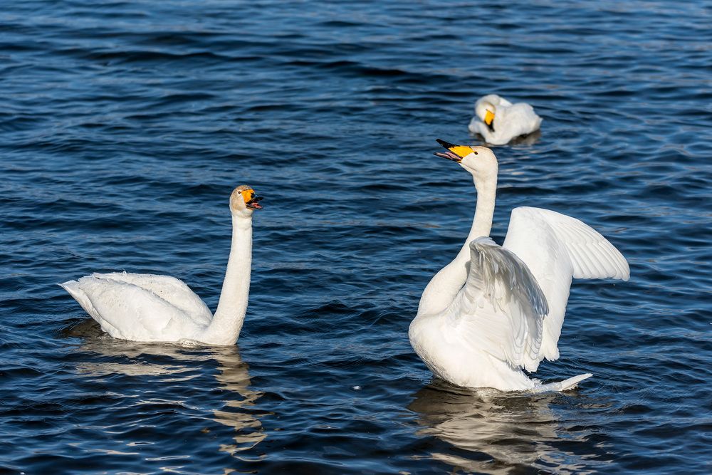 Photograph by Игорь Боголюбов