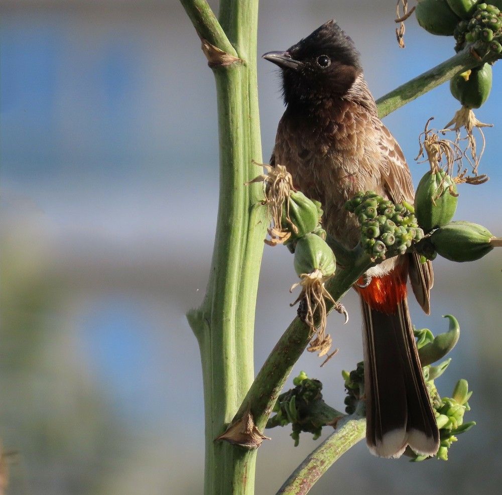 Photograph by mahboubeh moradalizadeh