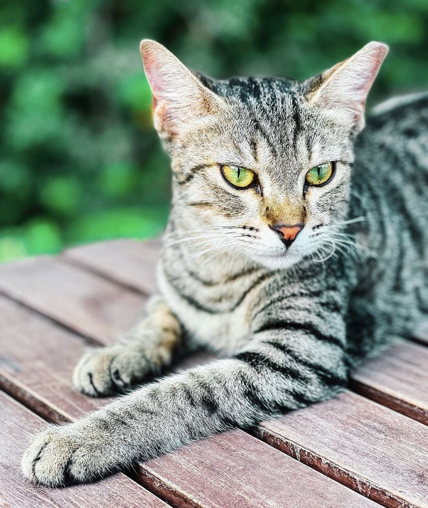 Фотография автора Nazgul Mamylkanova