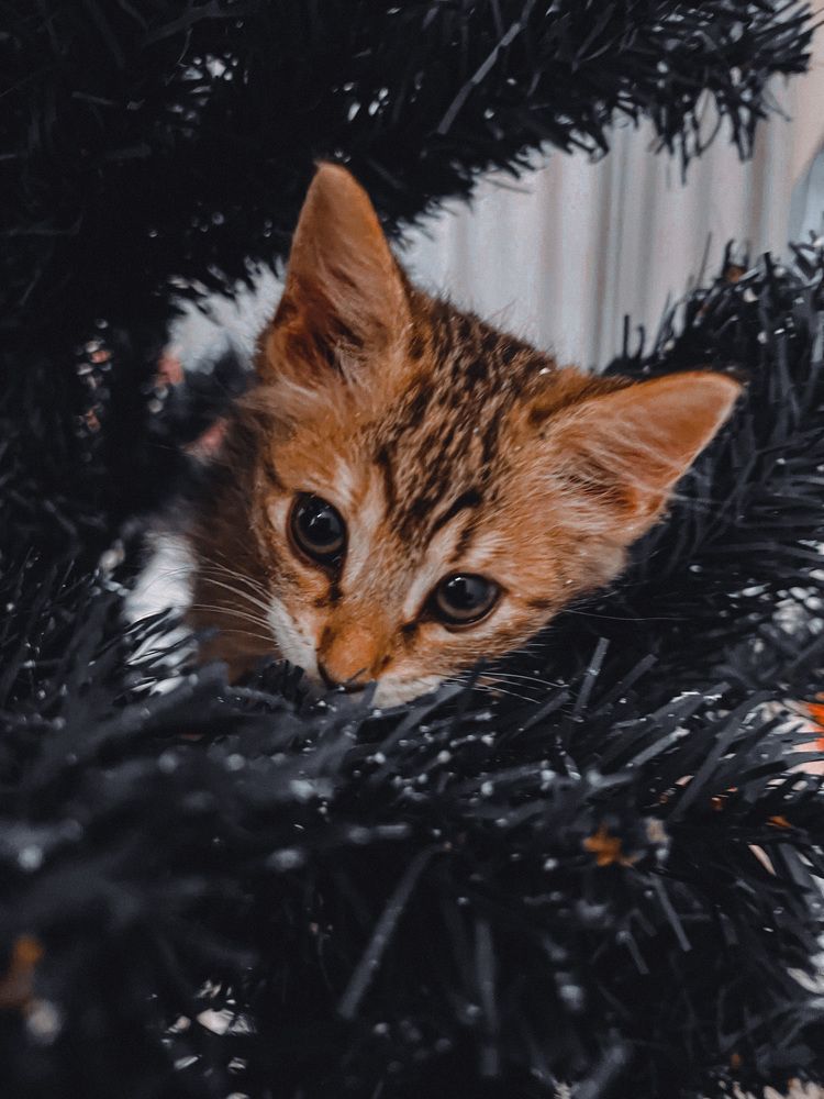 Фотография автора Nazgul Mamylkanova