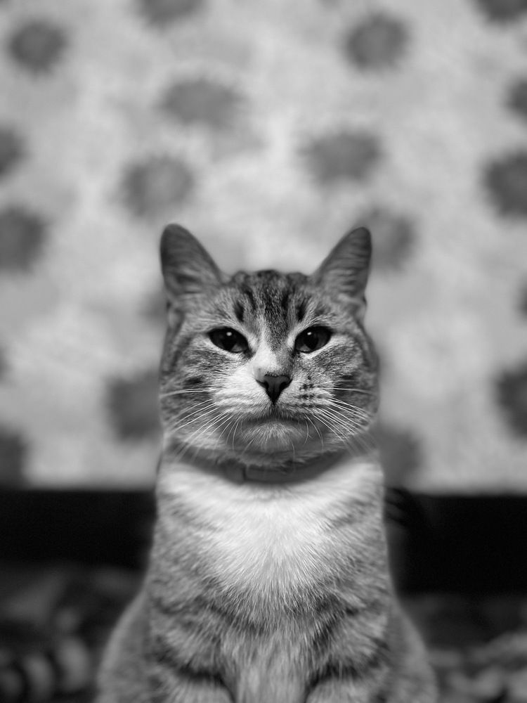 Mrs. Fluffy