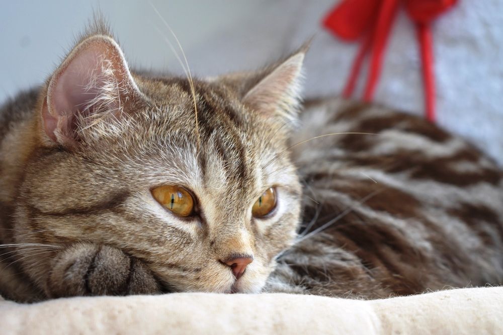 Photograph by Александра Зиновьева