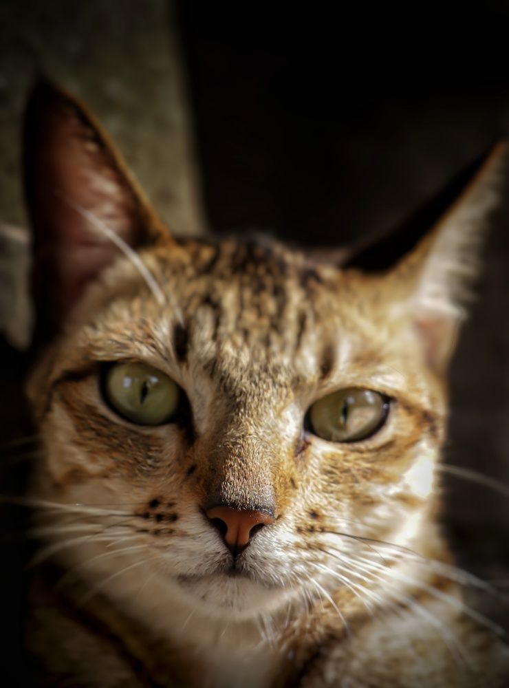 Photograph by Shalaka Ghagare