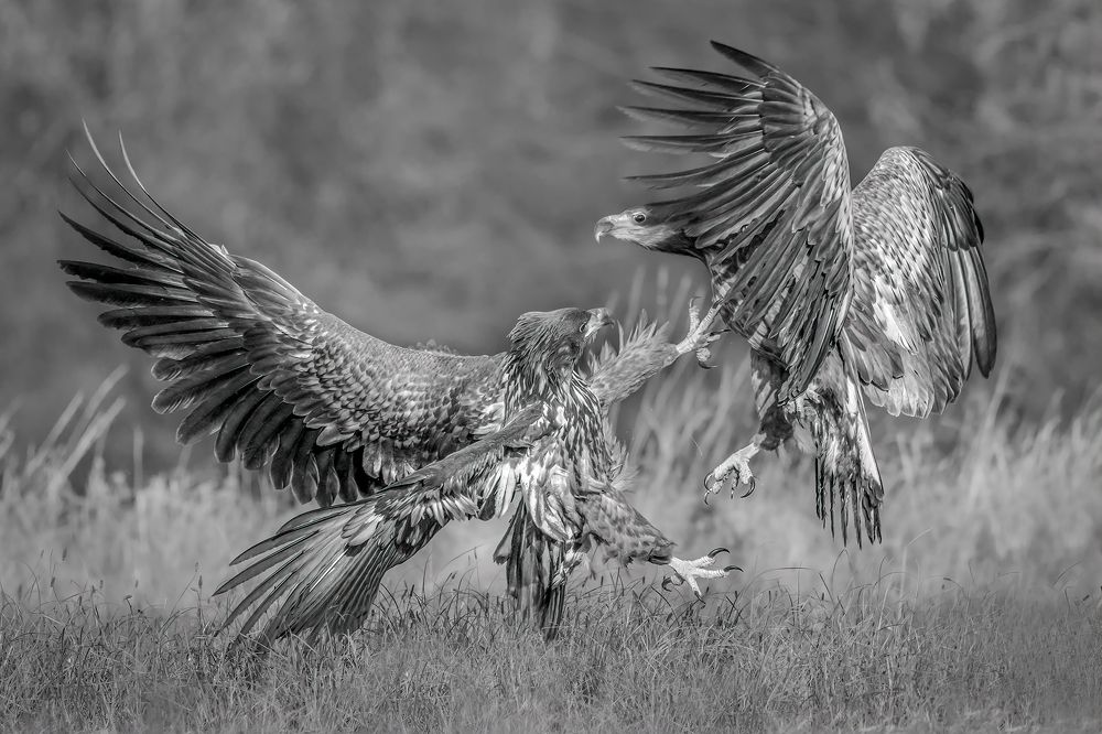 Photograph by Massimo Tamajo