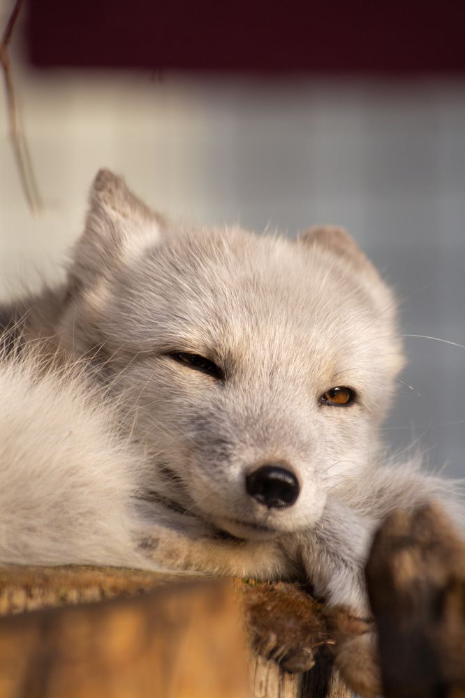 Photo #8665630