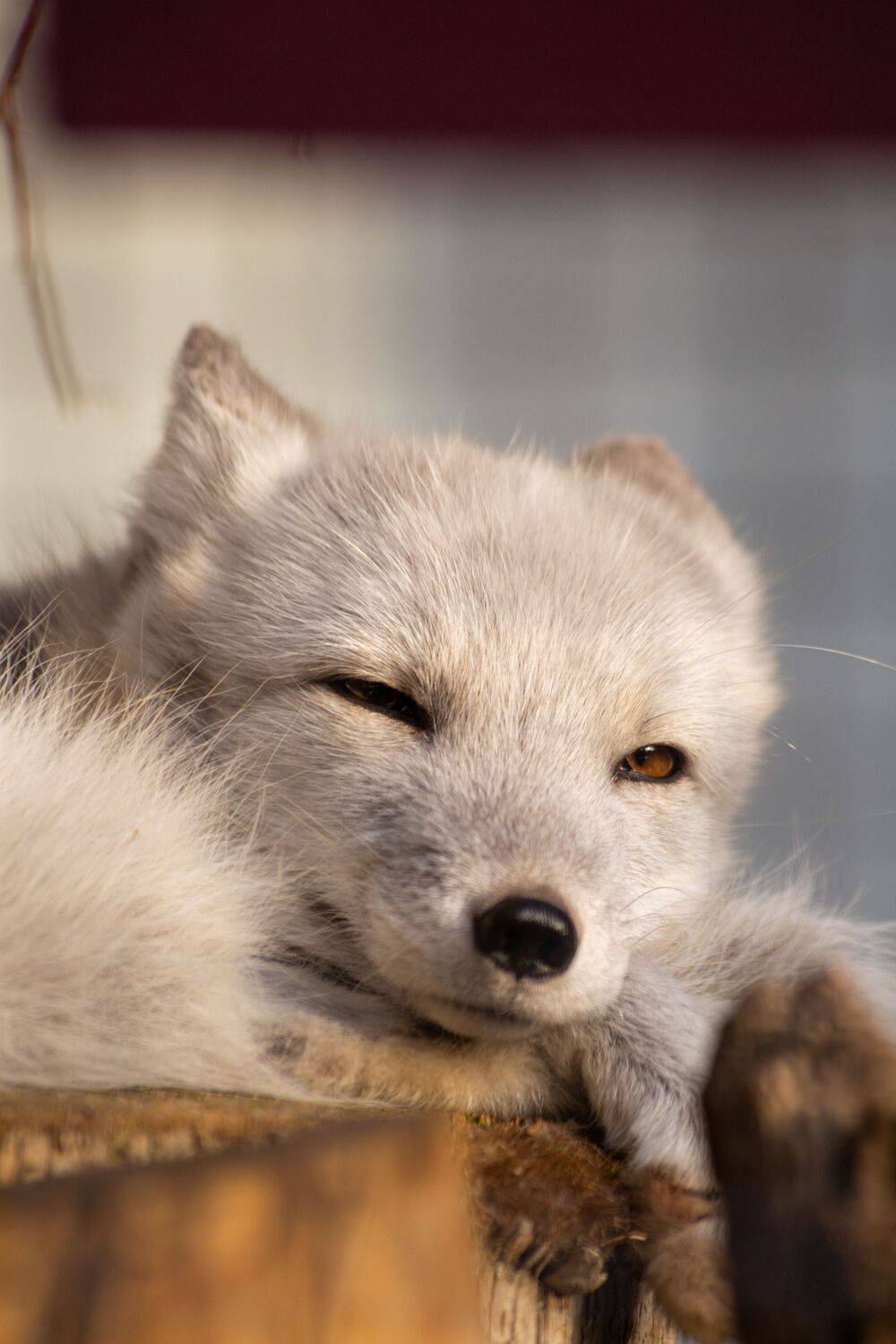 Photo #8665630
