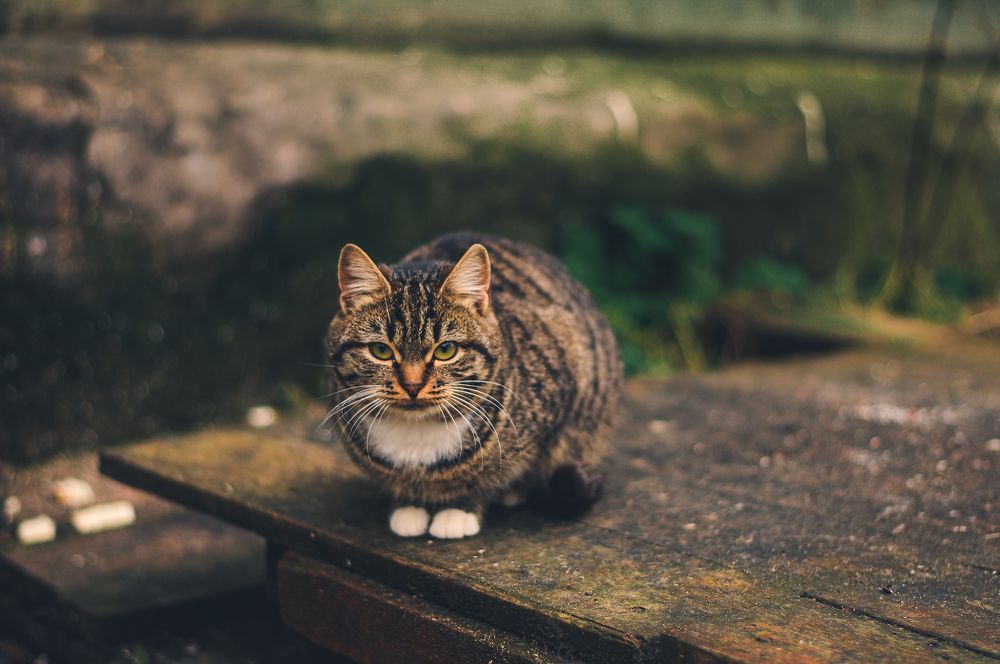 Photograph by Татьяна Зубехина