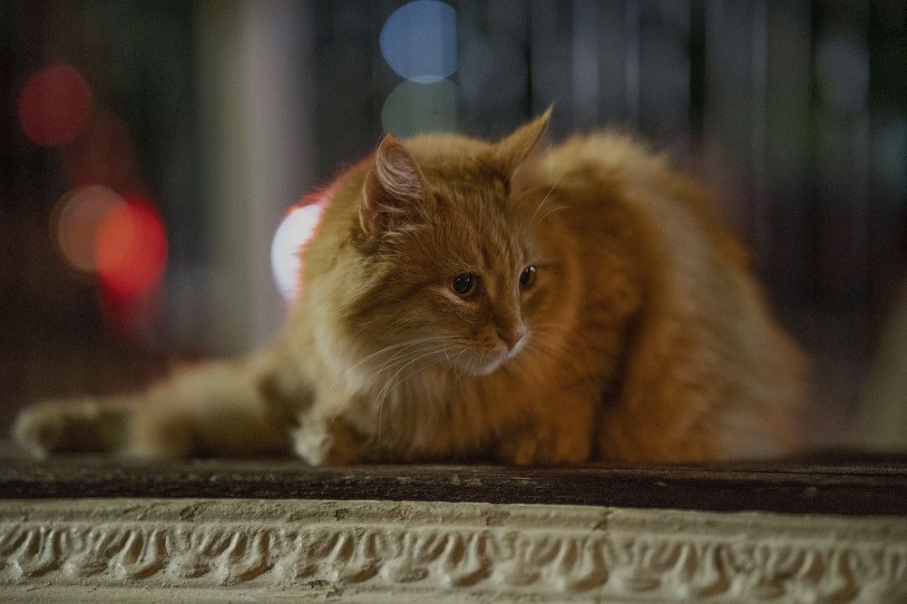 Photograph by Марина Вильдяева