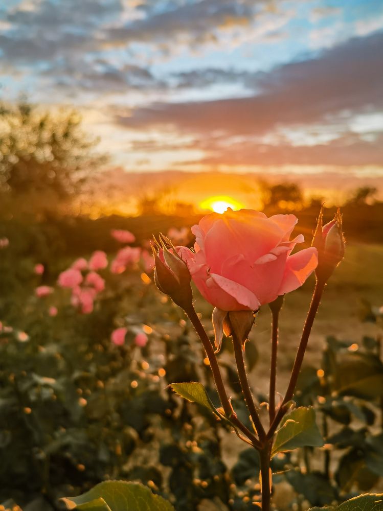 Photograph by Милородова Наталья
