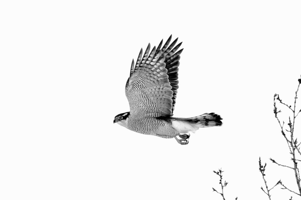 Photograph by Александр Перегудов