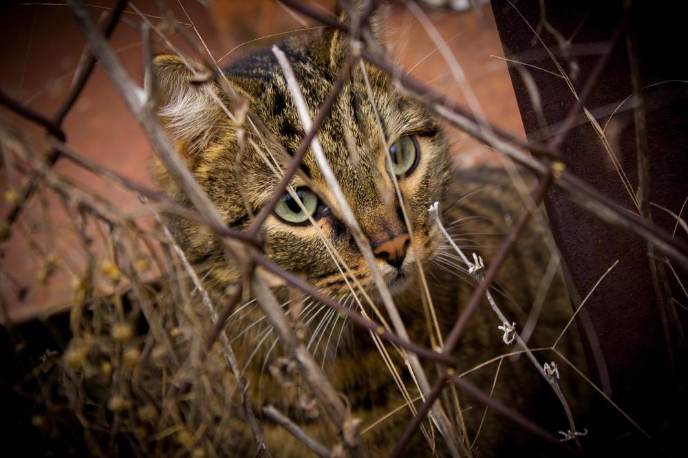 Photograph by Оксана Тонкошкурая