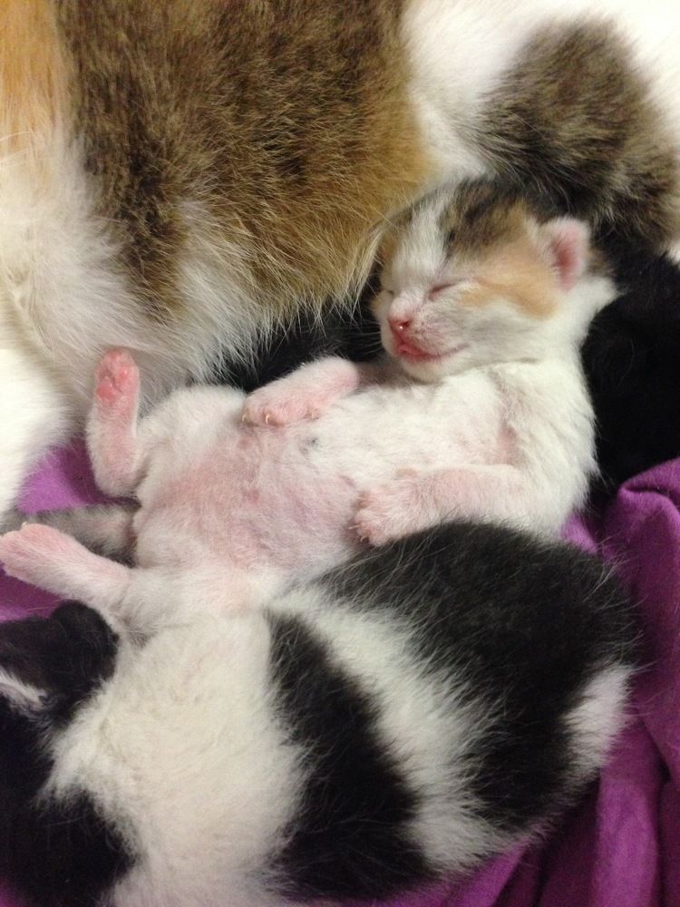 Photograph by Оксана Тонкошкурая