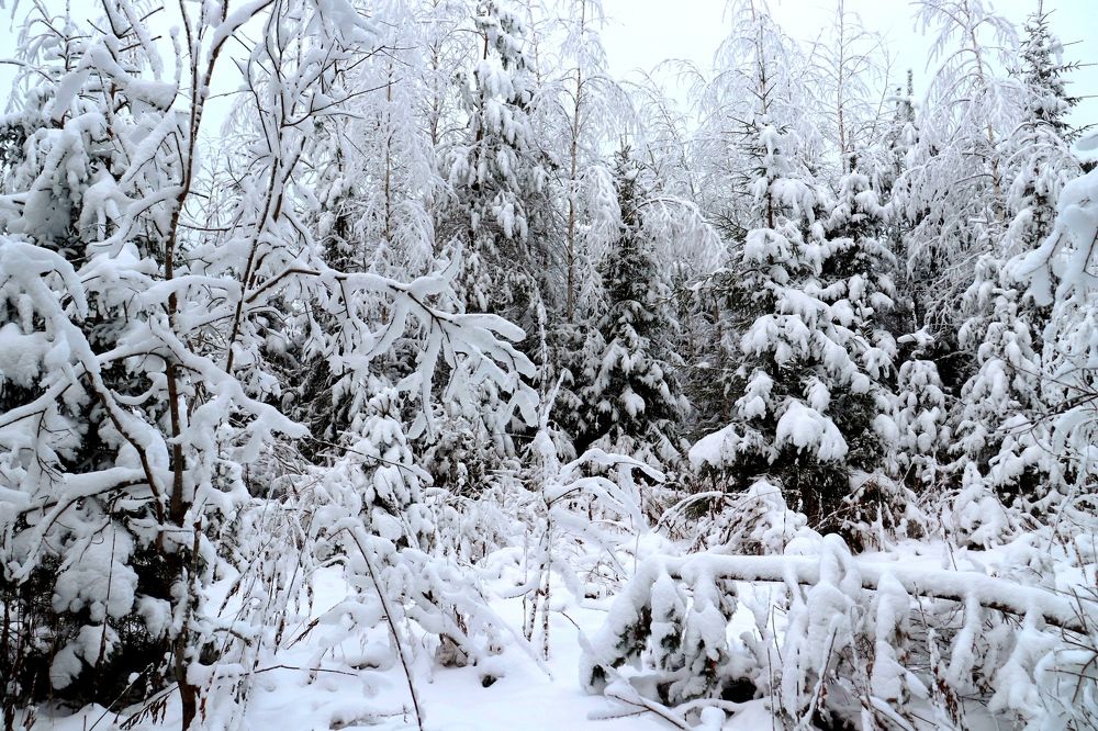 Photograph by Нина Чугунова