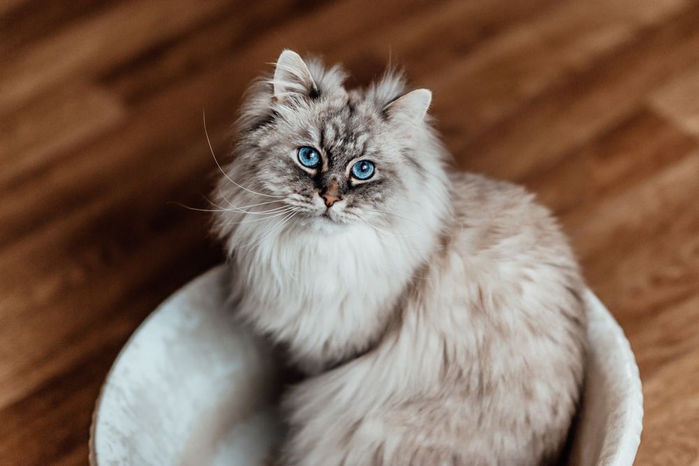 Шерлок 4 года