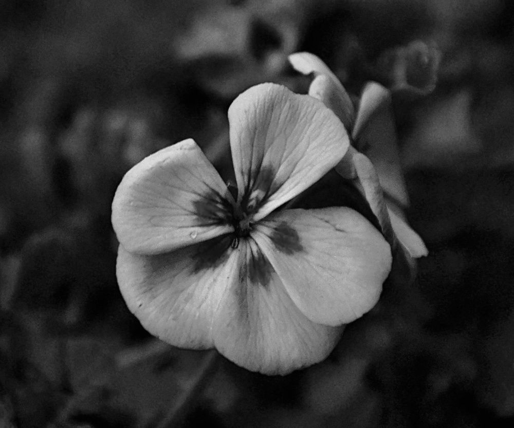 Photograph by venere 7675