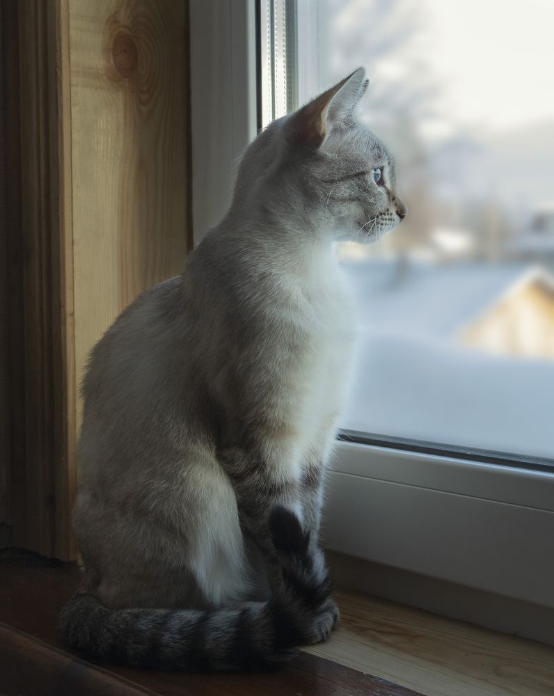 Фотография автора Ольга Бонина