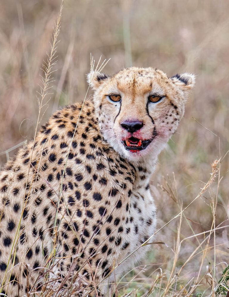 Фотография автора Sajeev Krishnan