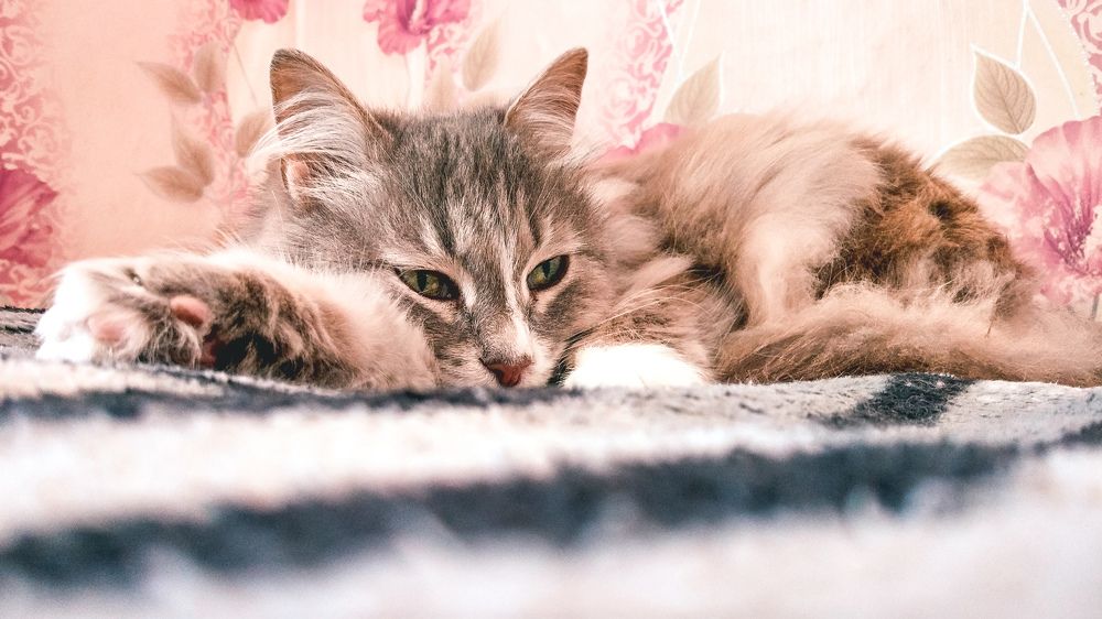 Фотография автора Наталья Королева