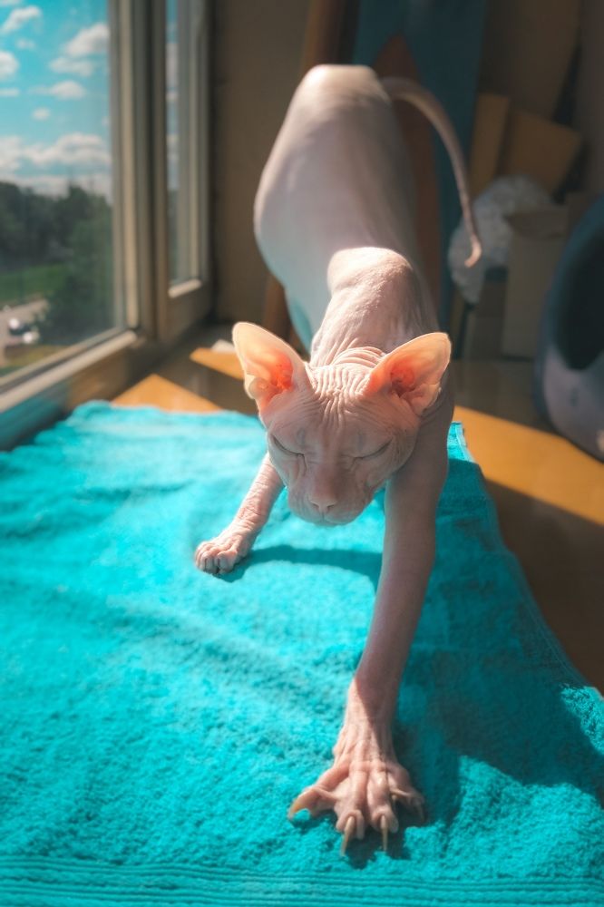 Фотография автора Наталья Королева